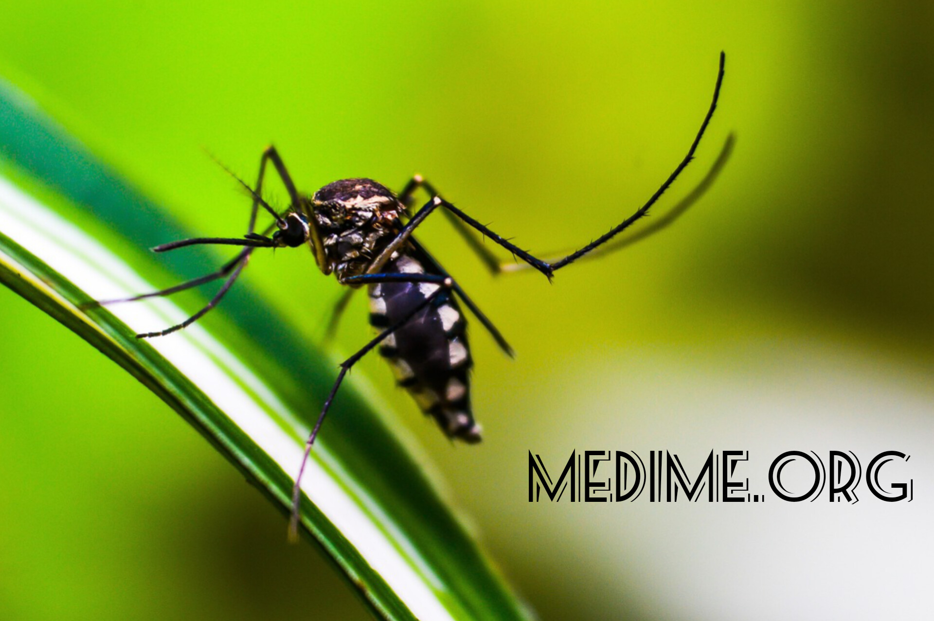 7 Major Things That Can Expose You To Dengue Fever Medime